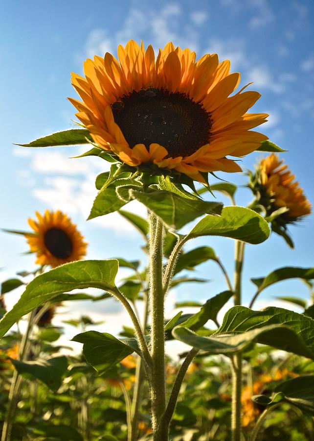 Sunflowers Photograph by Matt MacMillan