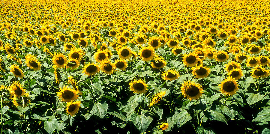 Sunflowers Photograph by Matthew Pace