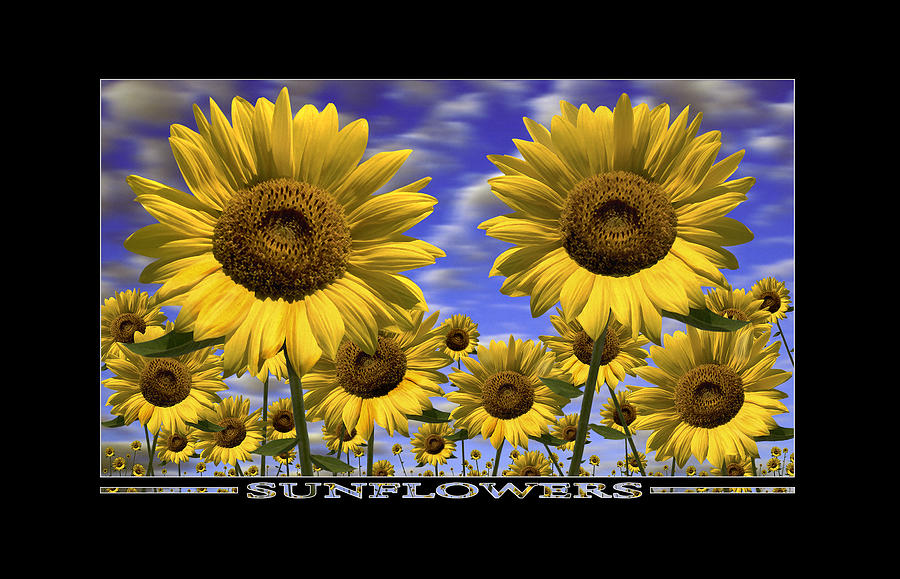 Sunflowers Show Print Photograph