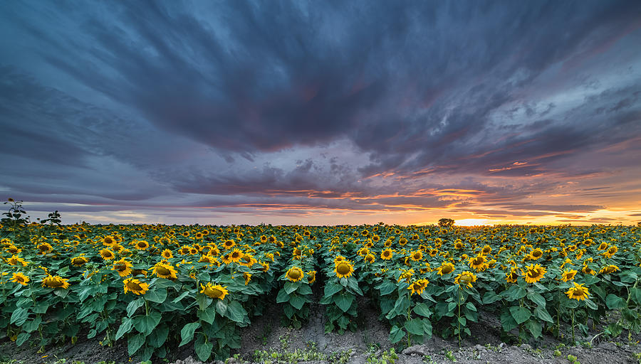 Sunflowers Photograph by Mike Ronnebeck