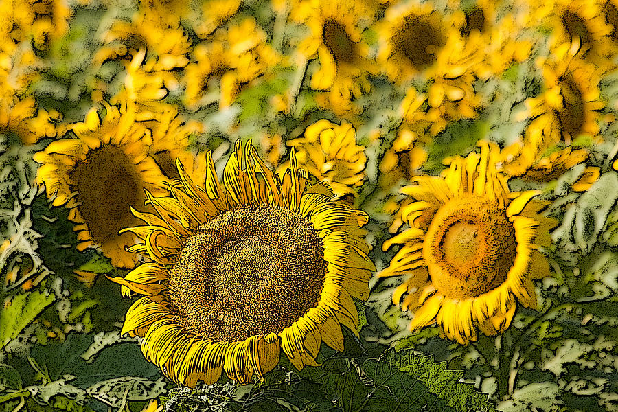 Sunflowers near Pierre South Dakota. Photograph by Rob Huntley