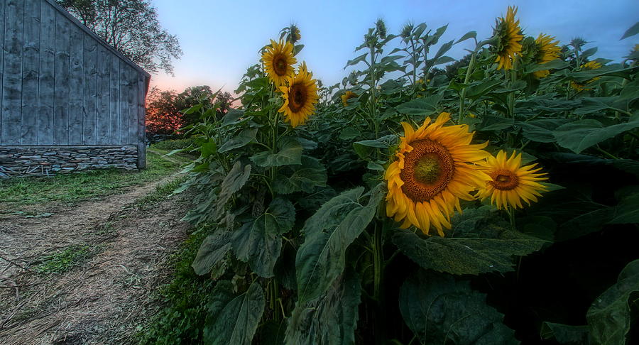 Sunflowers Of Buttonwood Farm Photograph by Andrea Galiffi