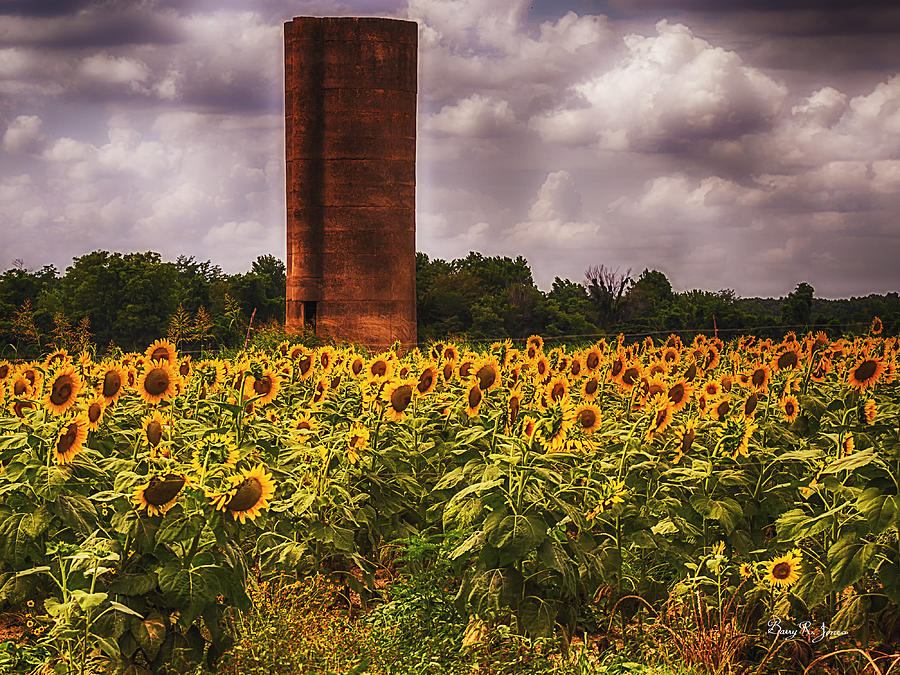 Silo - Flowers - Sunflowers on a Cloudy Day Photograph by Barry Jones