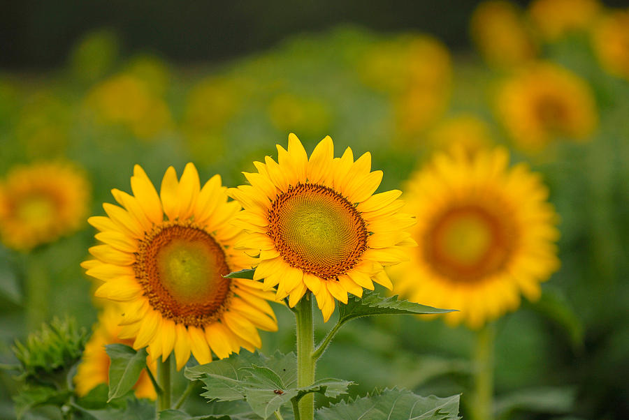 Sunflowers On Edisto Island SC Photograph by Willie Harper