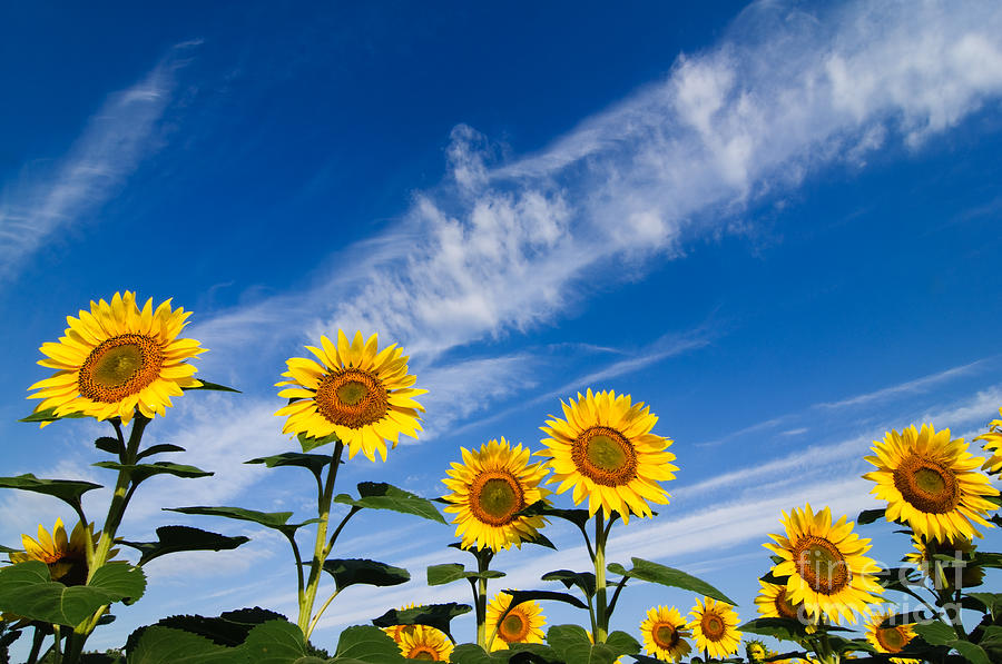 Sunflowers Photograph by Oscar Gutierrez