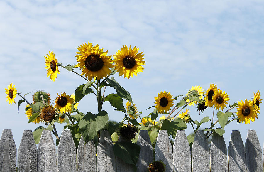 sunflowers over the wooden fence danielle allard