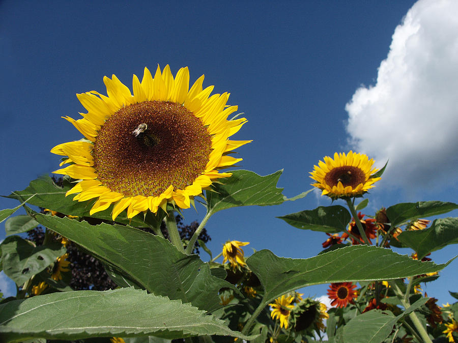 Sunflowers Paul Bunyan Hybrid Photograph by Bonnie Sue Rauch