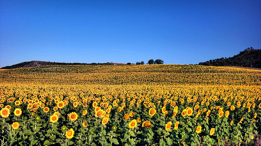 Sunflowers Photograph by Pedro Fernandez