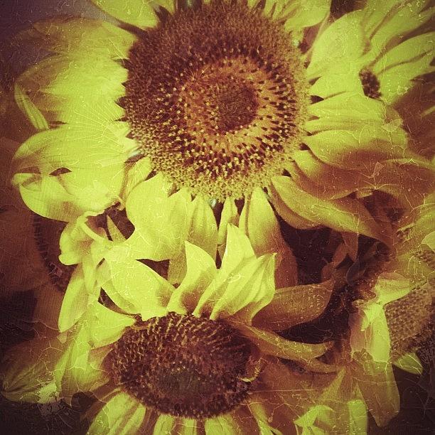 Vintage Photograph - #sunflowers Picked At Darts Farm by Daniela Leach
