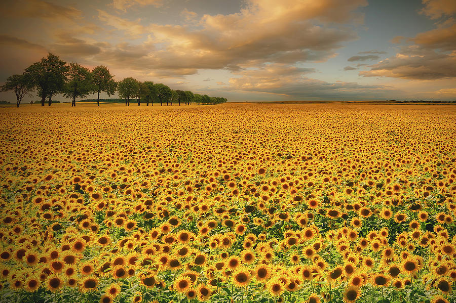 Flower Photograph - Sunflowers by Piotr Krol (bax)