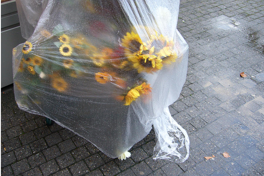 Sunflowers protected against rain Photograph by Matthias Hauser