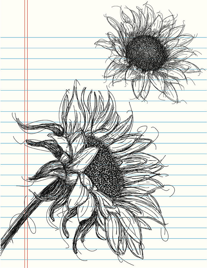 Sunflowers Drawing by Retrorocket