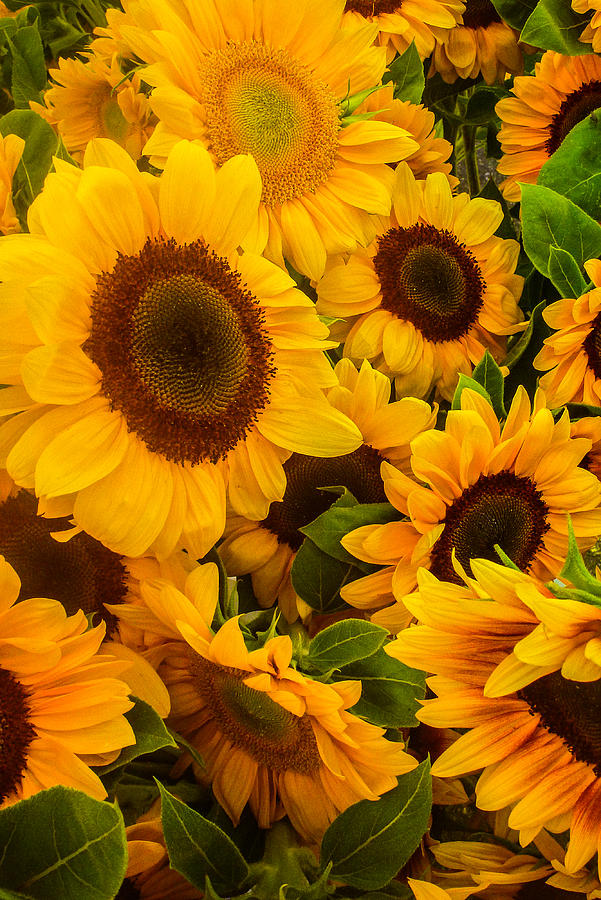 Sunflowers Photograph by Roger Mullenhour