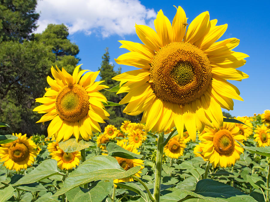 Sunflowers Photograph by Roy Pedersen