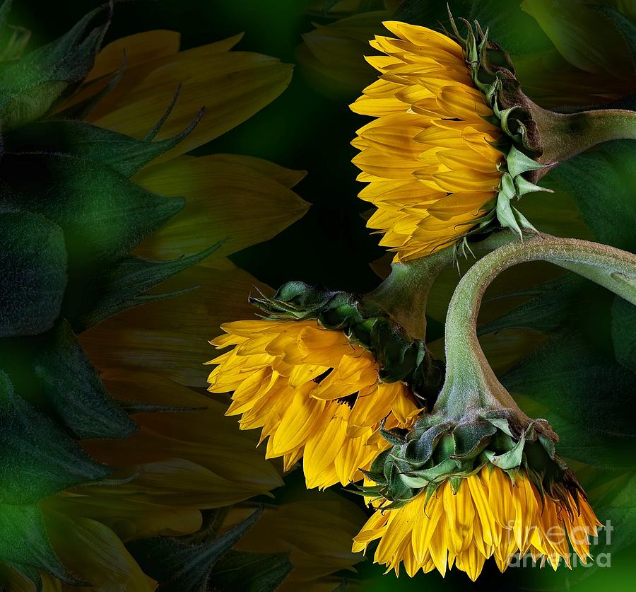 Sunflowers Photograph by Shirley Mangini