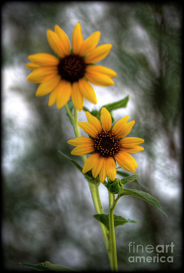 Sunflowers  Photograph by Saija Lehtonen