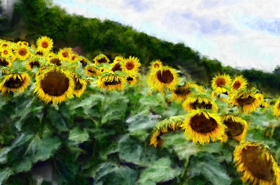 Sunflowers Digital Art by Sandy Harrison - Fine Art America