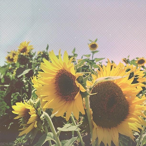 Afterlight Photograph - ///sunflowers Say Whatttt..? Just by Dylan Gongora