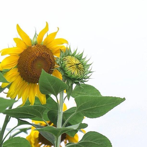 Flower Photograph - Sunflowers! See Full Gallery: by Amber Flowers