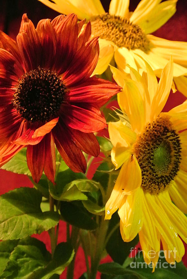 Sunflowers Photograph by Sharron Cuthbertson