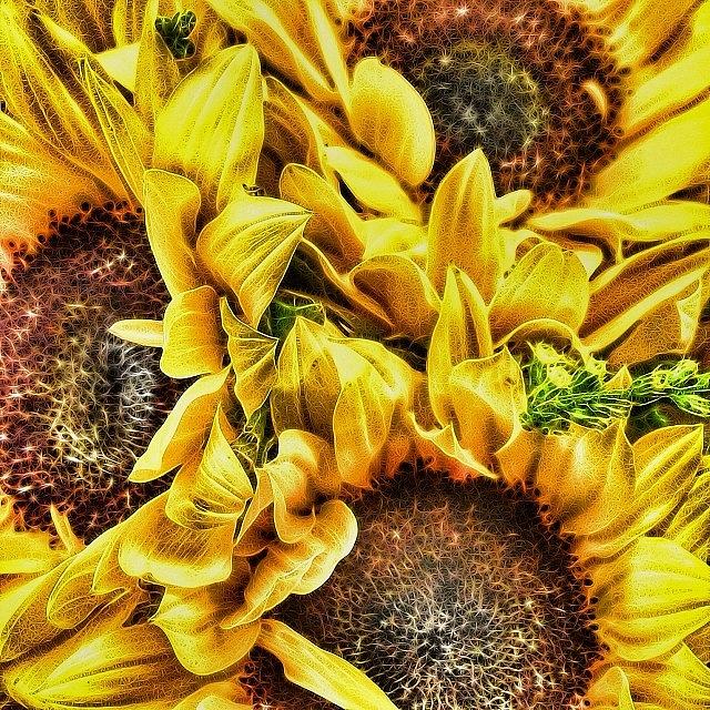 Nature Photograph - Sunflowers! #sunflowers #tangledfx by Tiffany Anthony