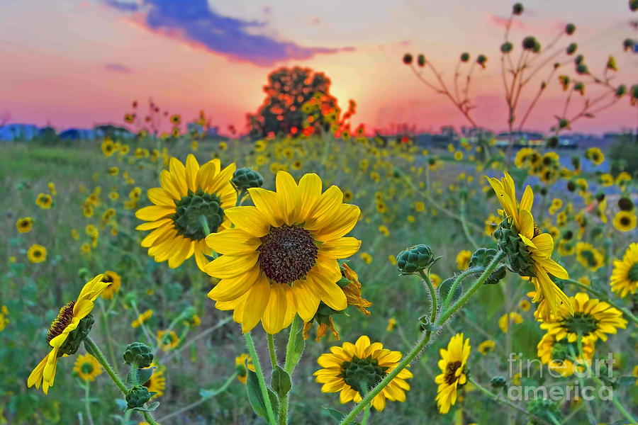 Sunflowers Sunset Photograph by Gary Holmes