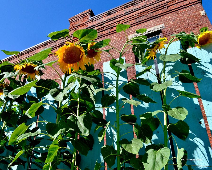 Sunflowers Photograph by Susie Loechler