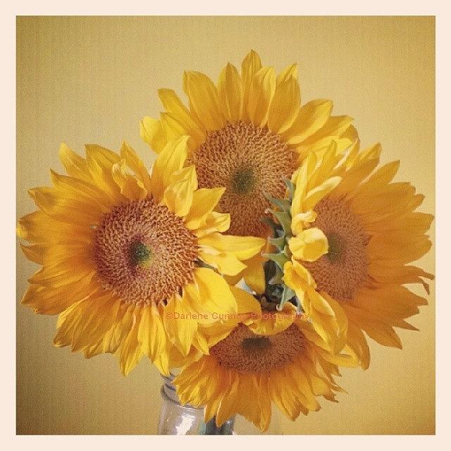 Sunflowers To Make Your Day Brighter Photograph by Darlene Cunnup