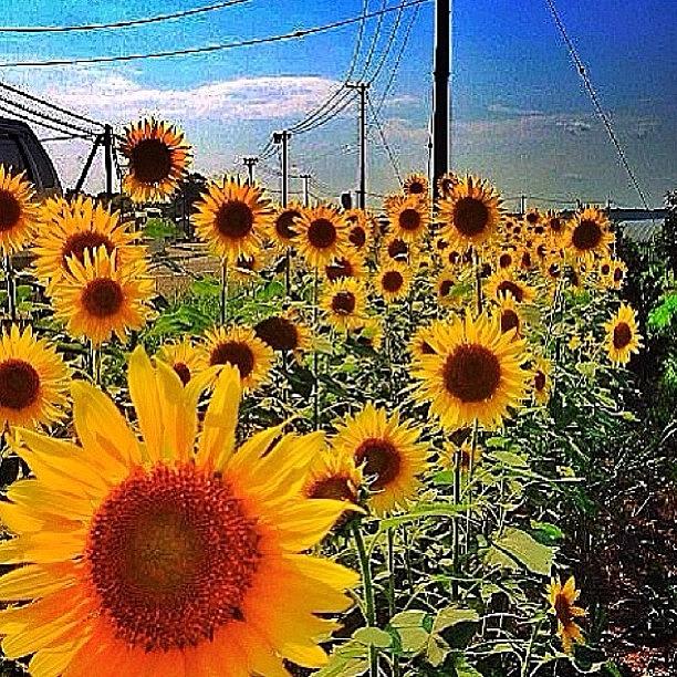 Sunflowers Today Photograph by Luis Toma