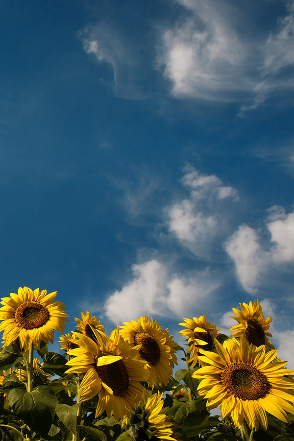 Sunflower Photograph - Sunflowers by TouTouke A Y