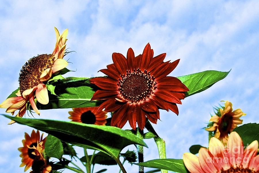 Flower Photograph - Sunflowers by Tracy Rice Frame Of Mind