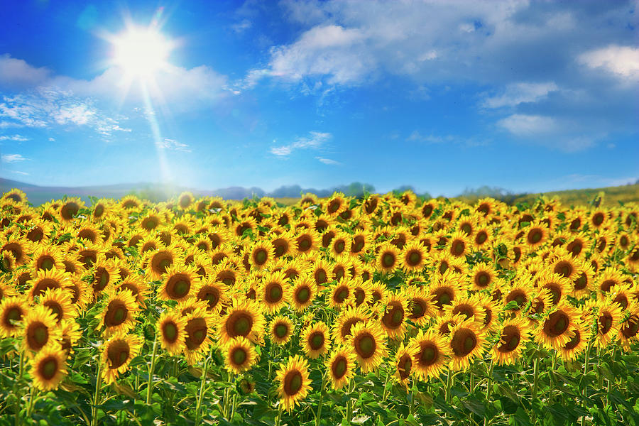 Sunflowers Under Blue Sky And Shining Photograph By Buena Vista Images