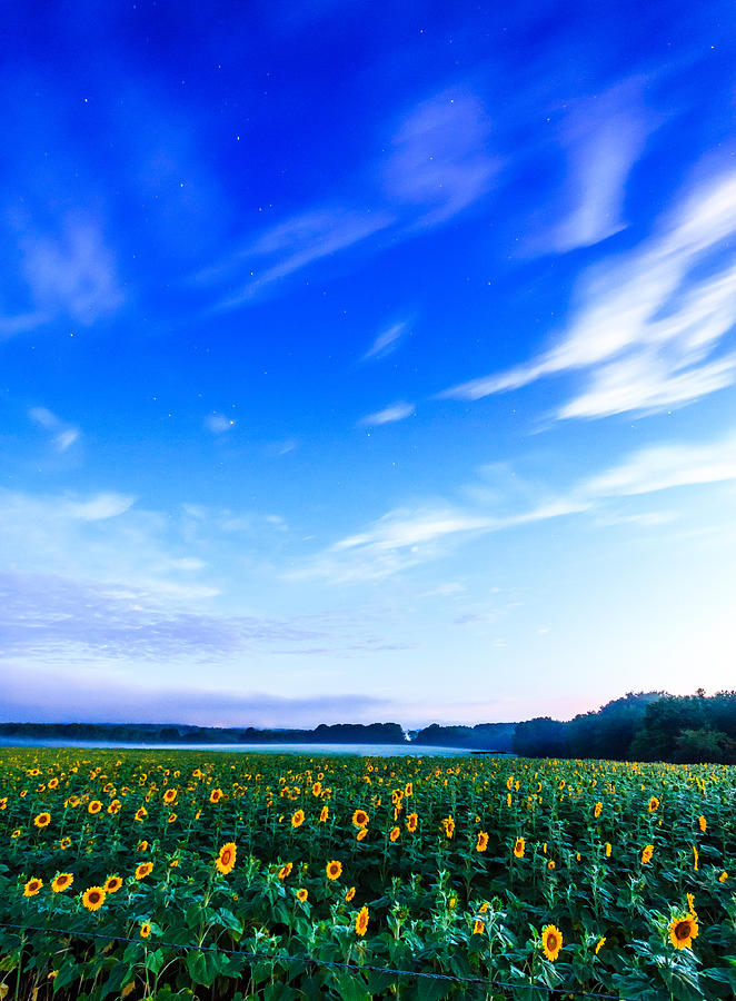 Sunflowers Under Stars Photograph by Bryan Bzdula