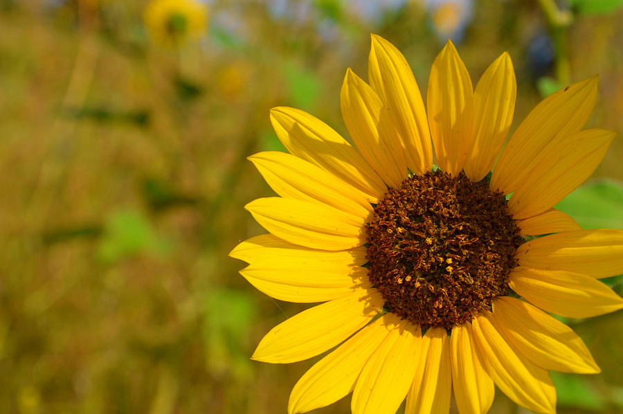 Sunflowers Under the Bridge Photograph by Amanda Raba Johnson - Fine ...