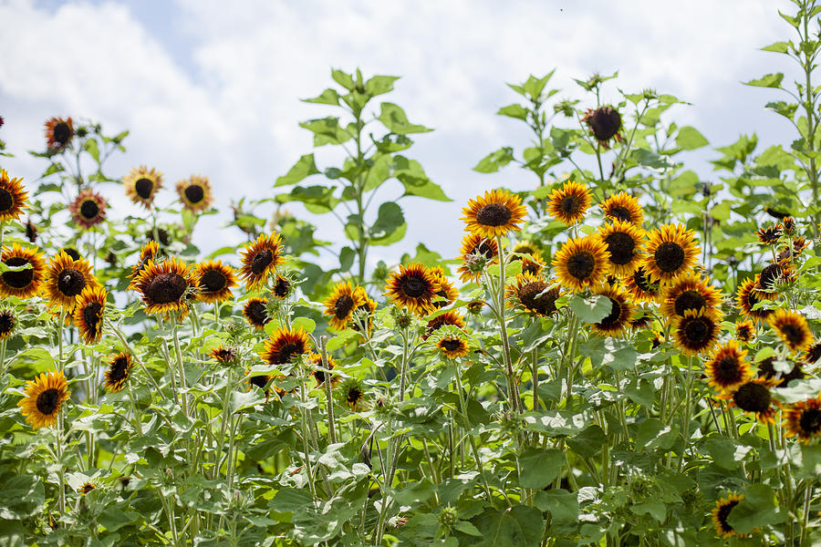 Sunflowers Photograph by Vanessa Lassin Photography