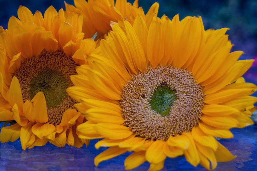 Sunflowers Photograph by Vanessa Thomas