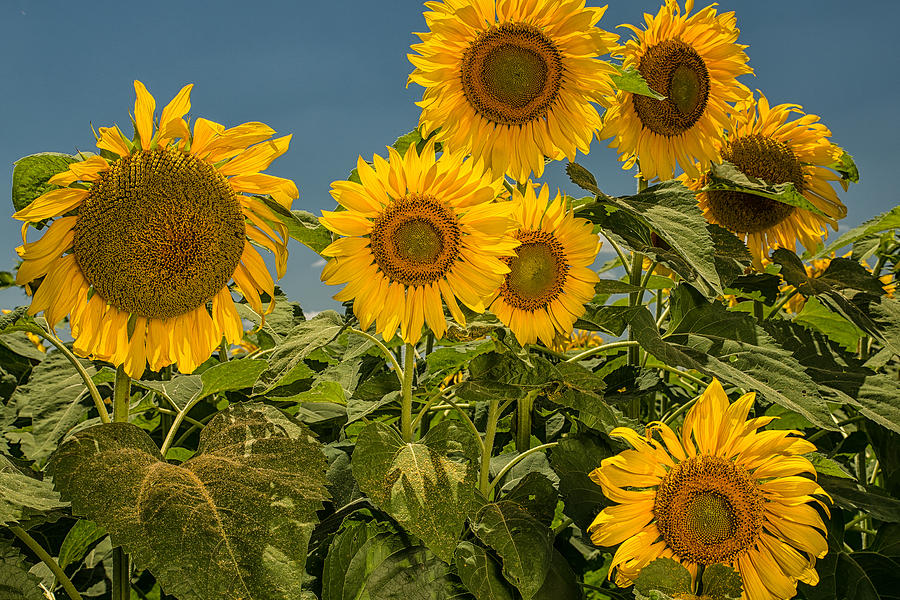Sunflowers Photograph by Victor Culpepper
