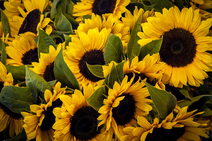 Sunflowers Photograph by Wayne Meyer