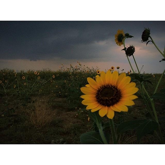 Sunflowers With A Texas Storm. #goodpair Photograph by Isaac Esquibel
