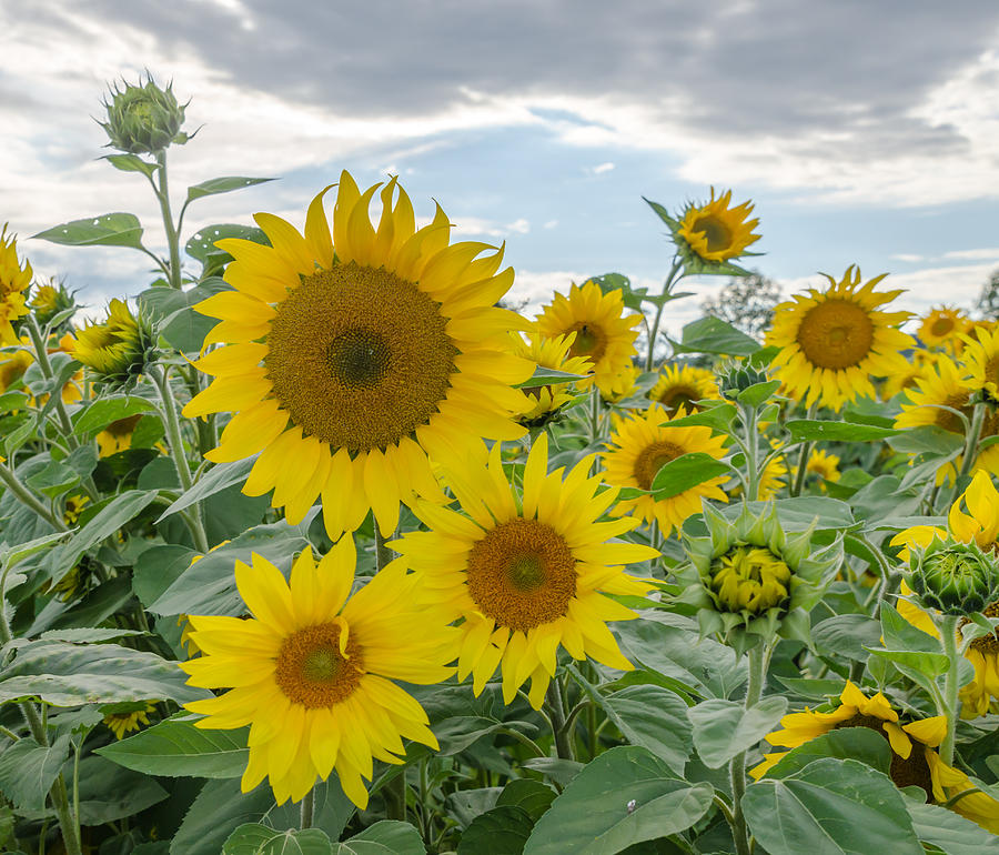 Sunflowers With Beautiful Sky Photograph By Mark Ferwerda - Fine Art 