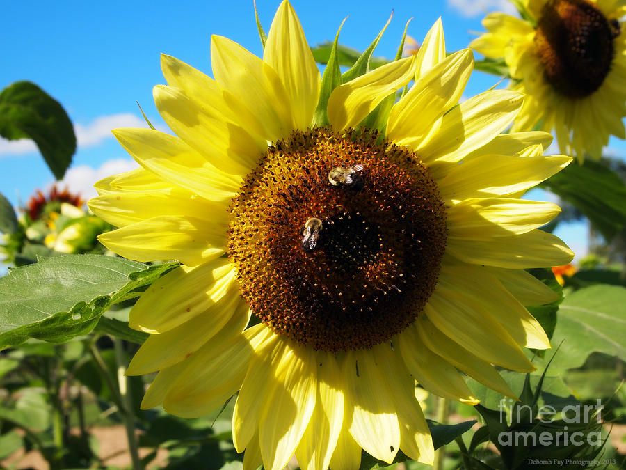 Summer Flowers Photograph - Sunflowers with Bees Harvesting Pollen by Deborah Fay Baker