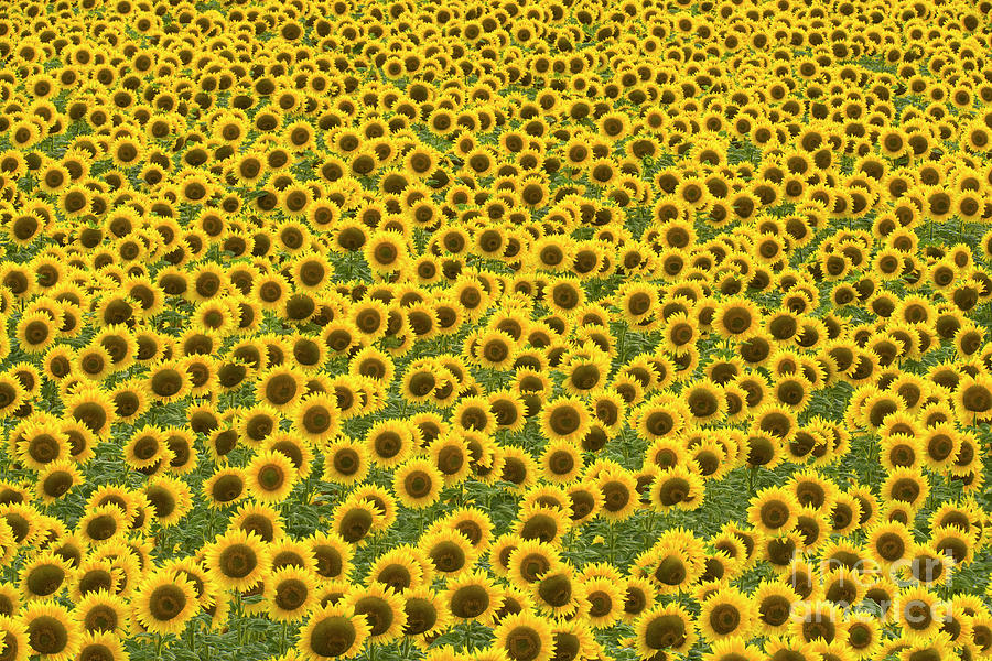Sunflowers Kansas Photograph by Yva Momatiuk John Eastcott