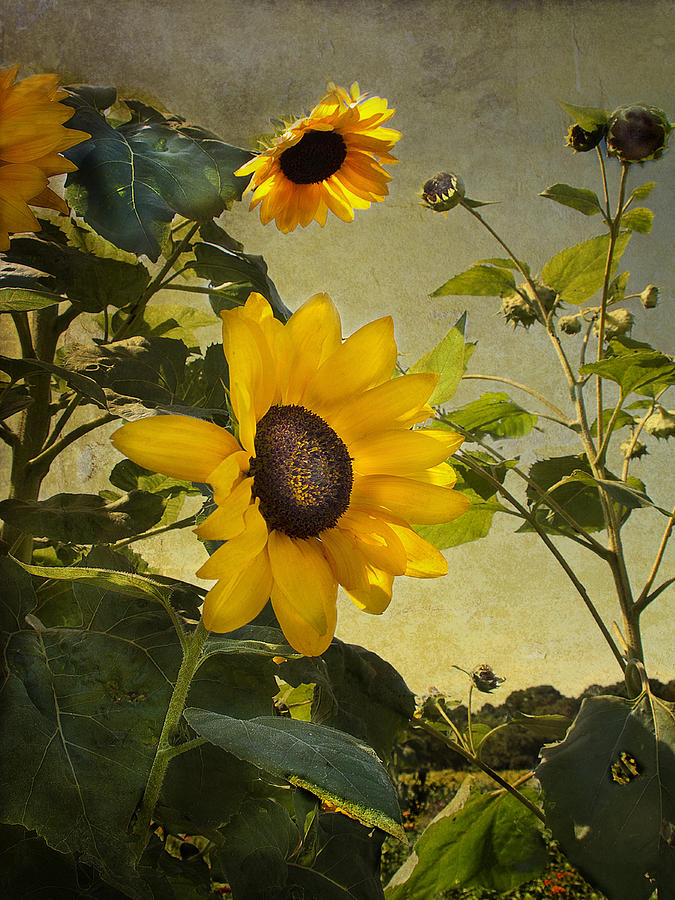 Sunflowers with Texture Photograph by Sandra Anderson