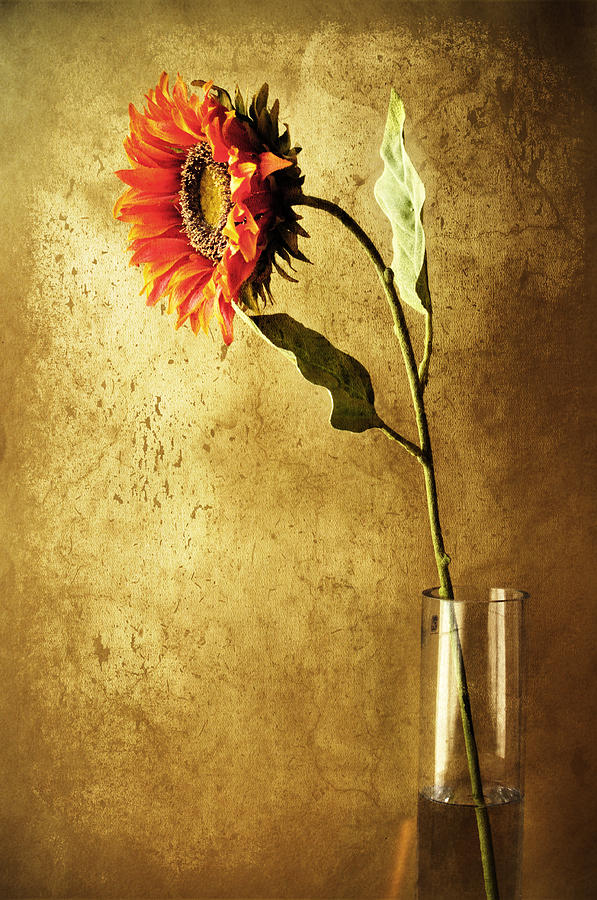 Flowers Still Life Photograph - Sunfollower by Cristo Bolanos