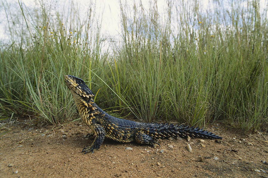 Sungazer Lizard Photograph by Karl H. Switak