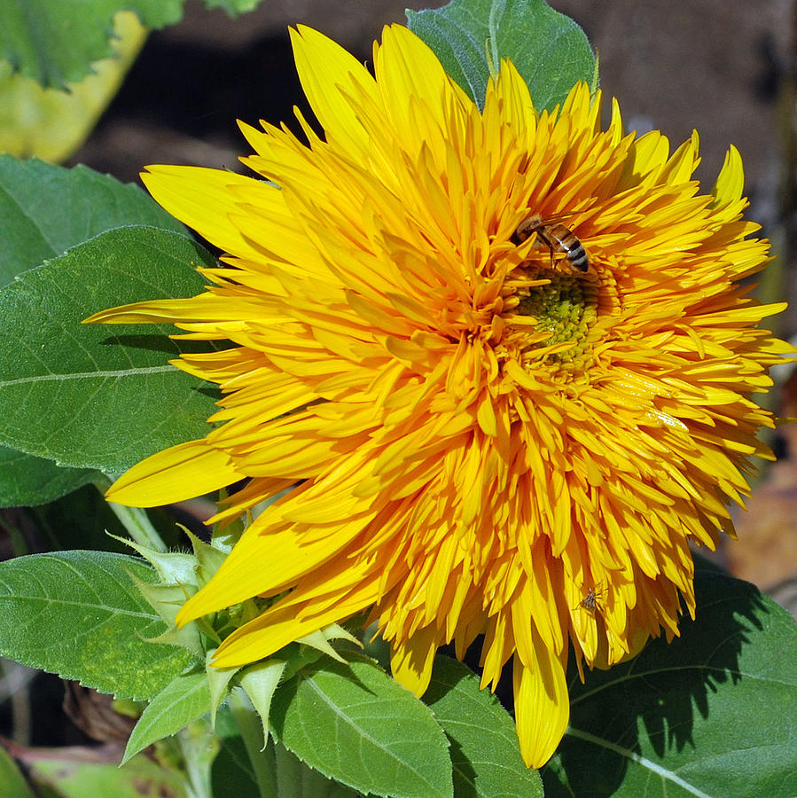 Sunflower Photograph - Sungold Sunflower by Lisa Phillips