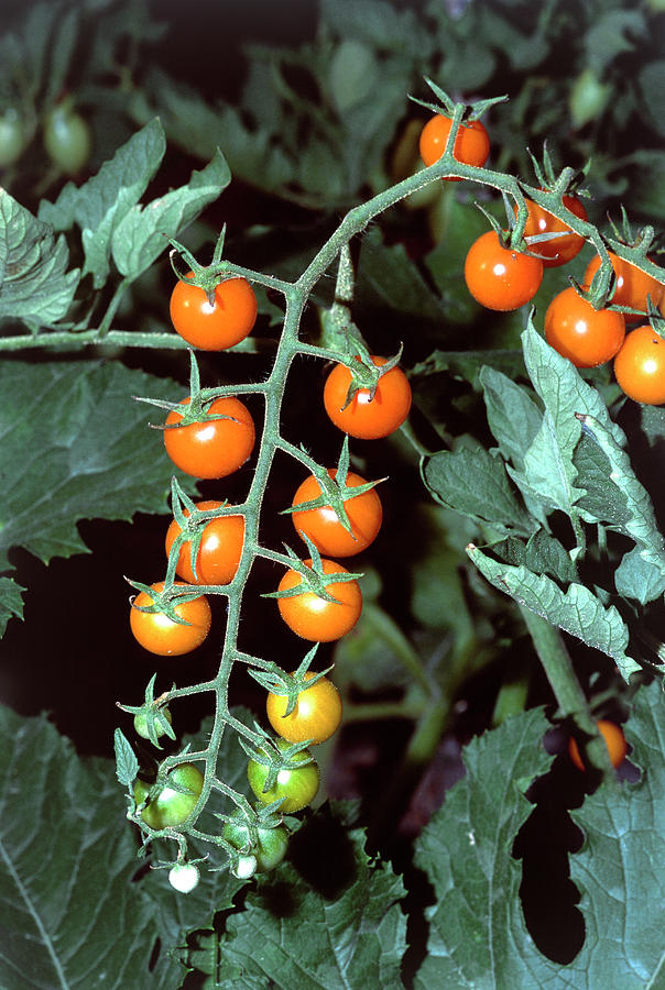 Sungold Tomatoes Ripening Photograph by Brian Gadsby/science Photo ...