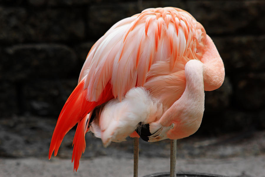 Sunken Gardens Flamingo Photograph by Daniel Woodrum