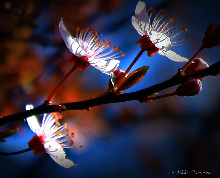 Sunkissed Blossoms Photograph by Mikki Cucuzzo