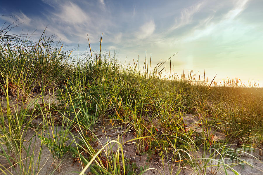 Sunkissed dune grass Photograph by Jo Ann Snover - Fine Art America